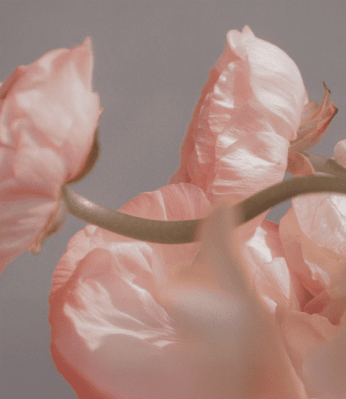 פרחים המשתלבים בתהליך ייצור בשמים